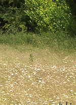 Str8 guys Rick and Liam in the field by English Lads