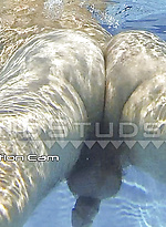 Surfer Dover is Back! Eats Cum, Swims, Dives, River of Piss, Opens Hairy Hole x4, Edges & Erupts in Hawaii! by Island Studs