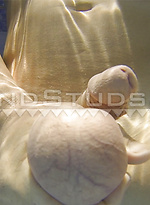 Hung Muscle Daddy Miller is BACK! by Island Studs